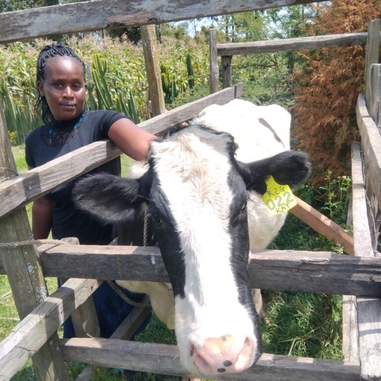 Animal Health and production, Kupanda, Mulot, Ngito