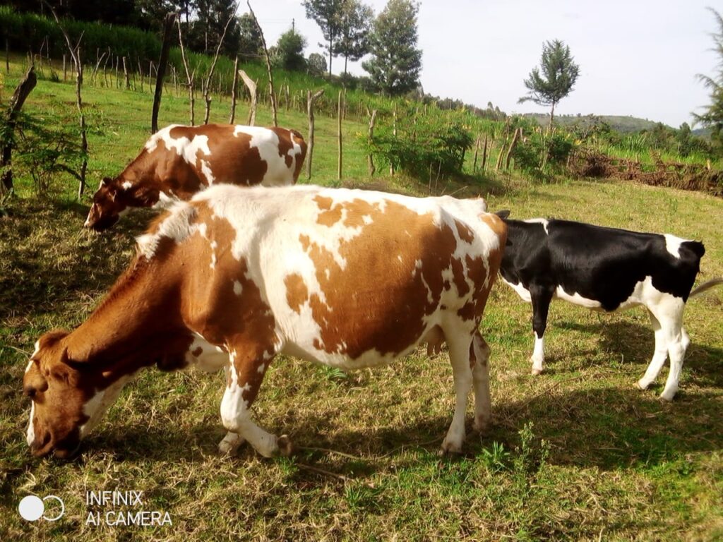 Pasture & Grazing Management