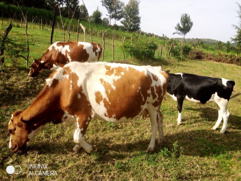 Pasture & Grazing Management