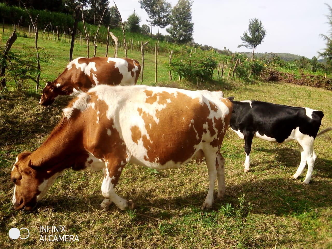 Pasture & Grazing Management