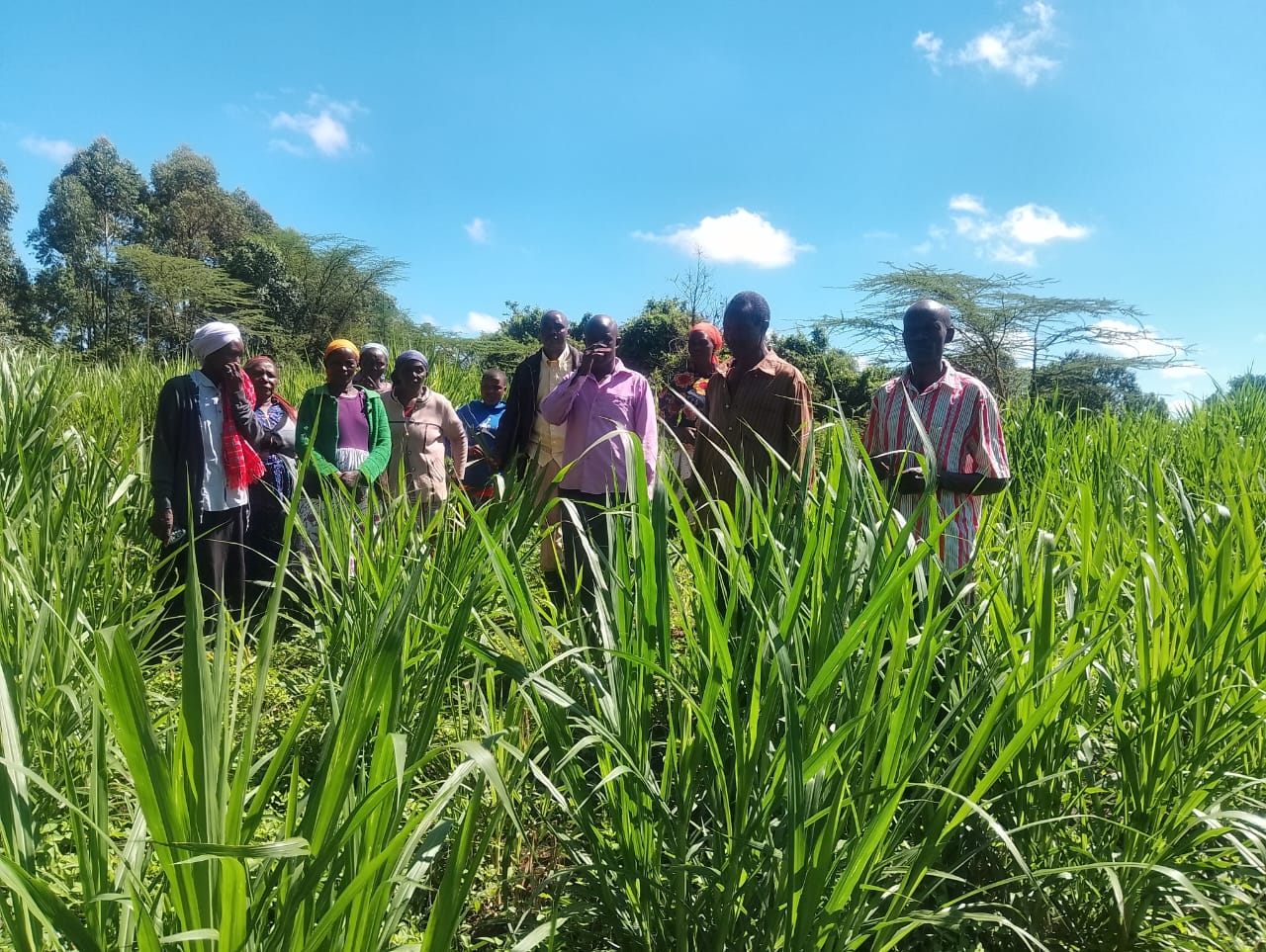 Feed & forage production