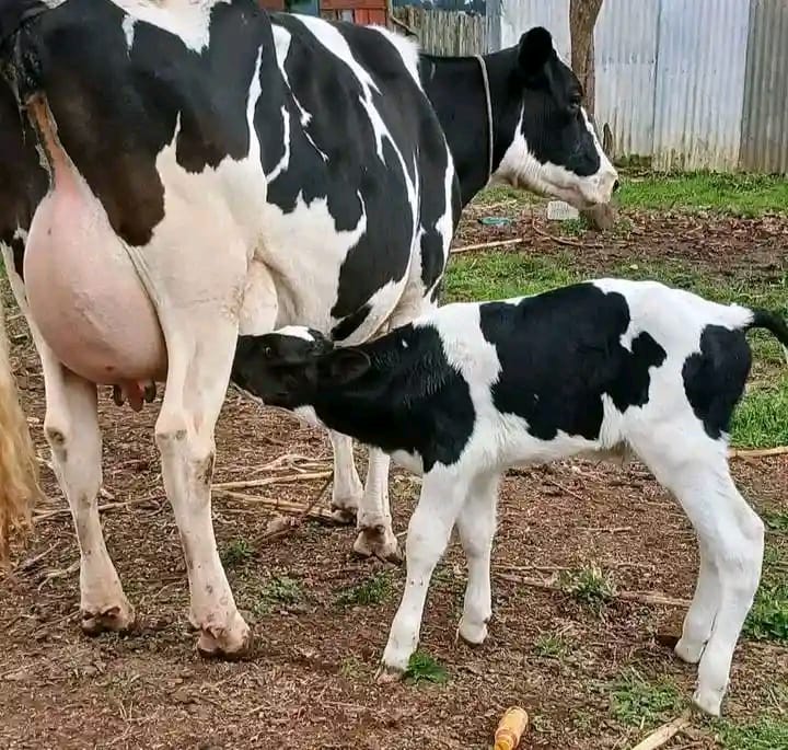 Home AI Services in Mulot, Breeding, Artificial Insemination (AI), Kupanda to grow, Kupanda, K2G, FA2T, Narok, Ilmotiok