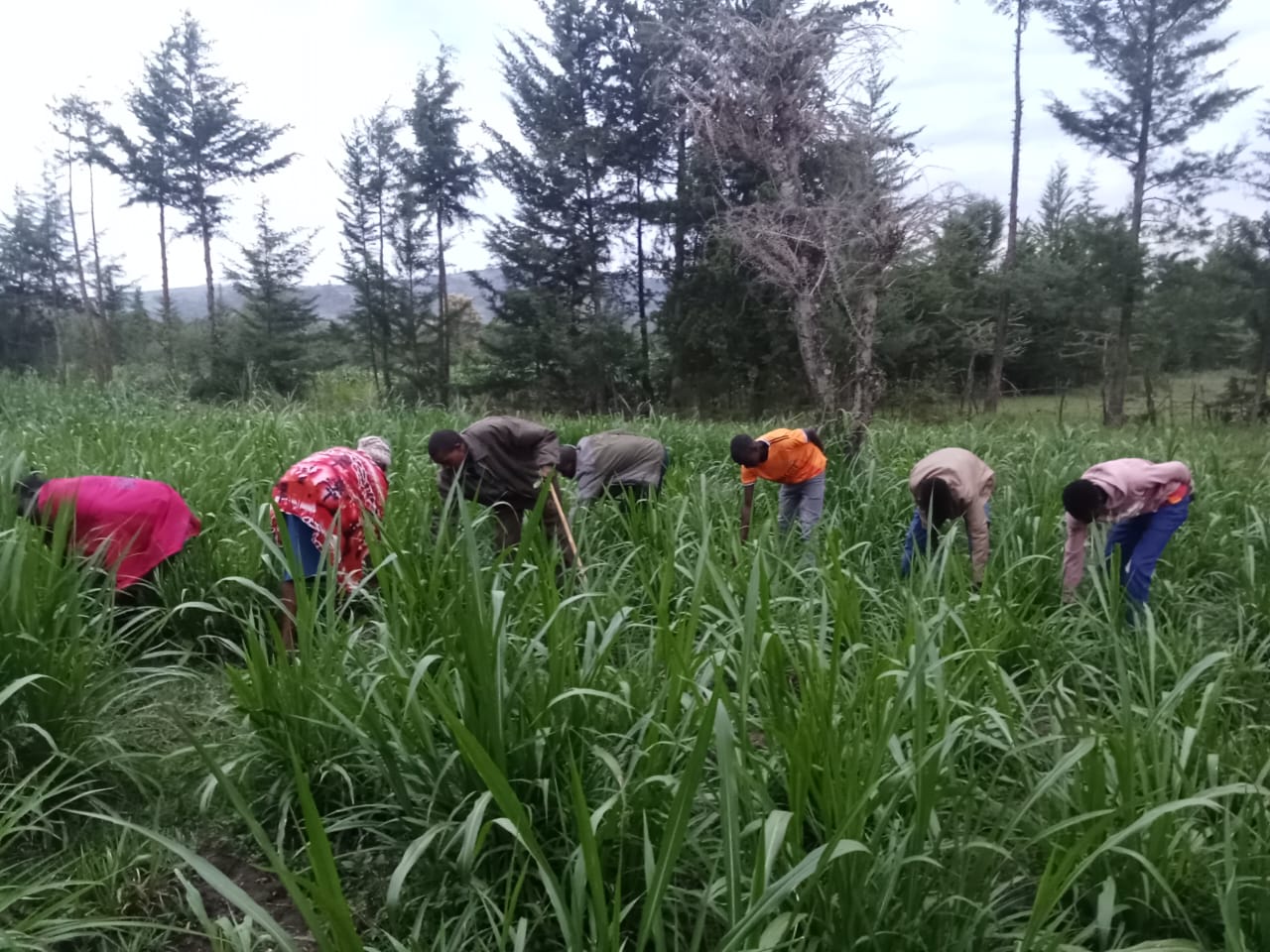 Home Demo farms, Dairy, Mulot, K2G, FA2T, Narok Kenya