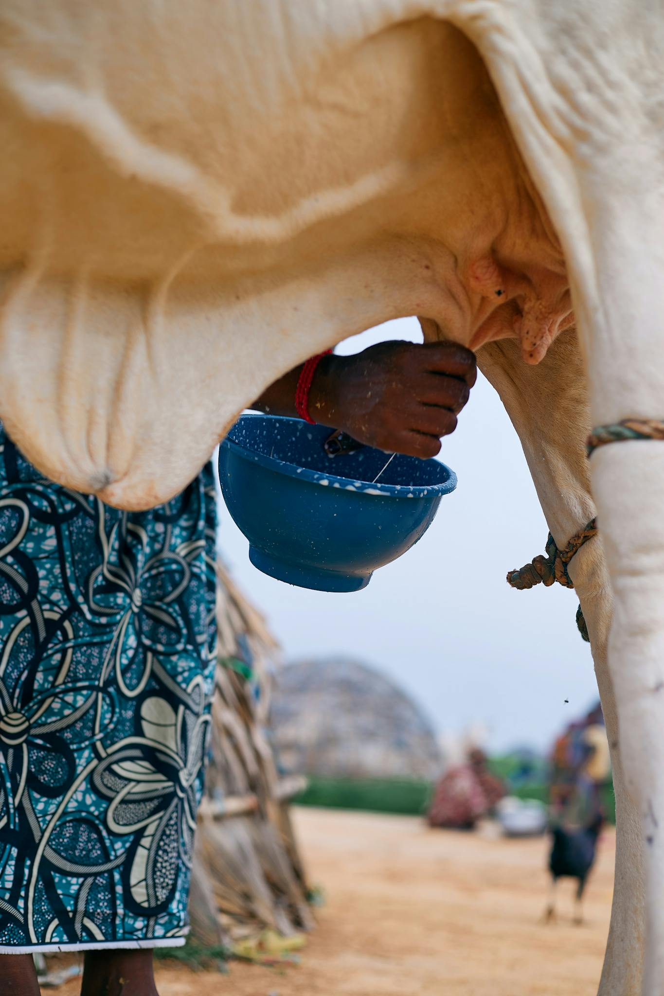 Services A person milking a cow by hand in a rural outdoor setting, capturing traditional farming practices.