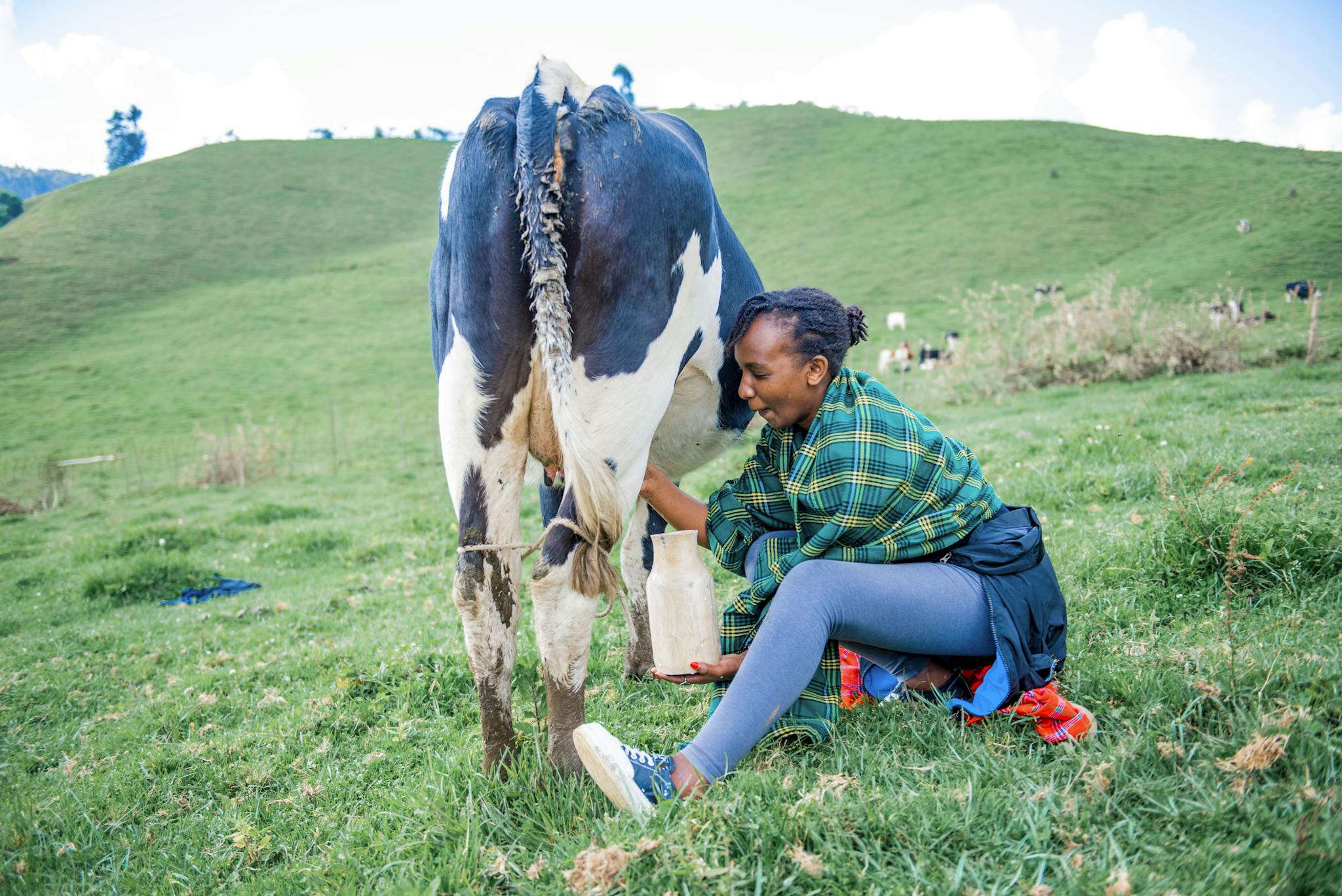 About A woman happily milking a cow in a vibrant green pasture, showcasing traditional farming.