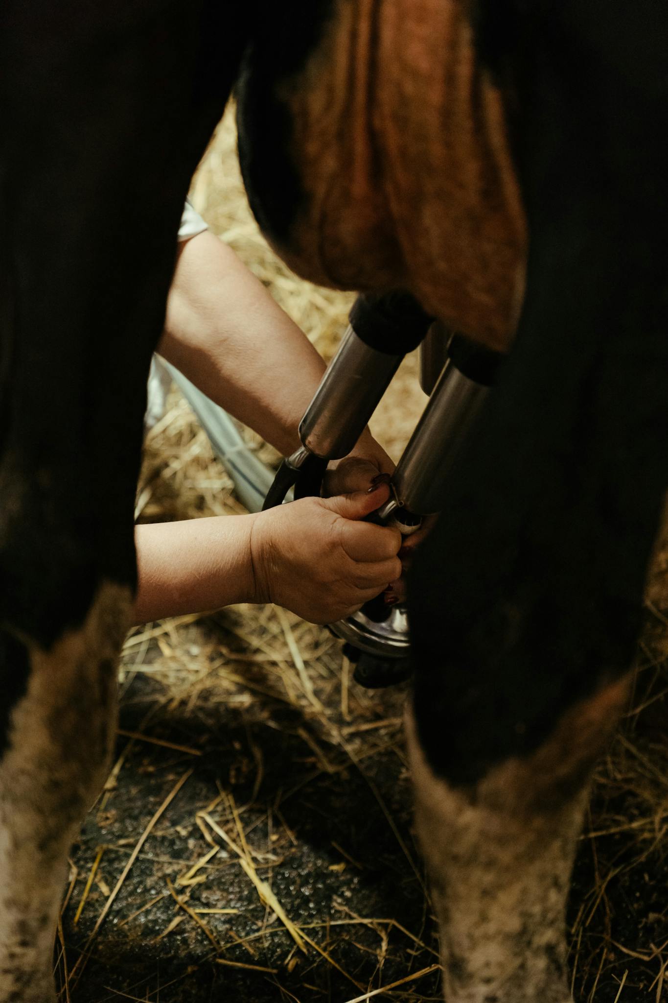 About Close Up Of Hands Milking A Cow Using