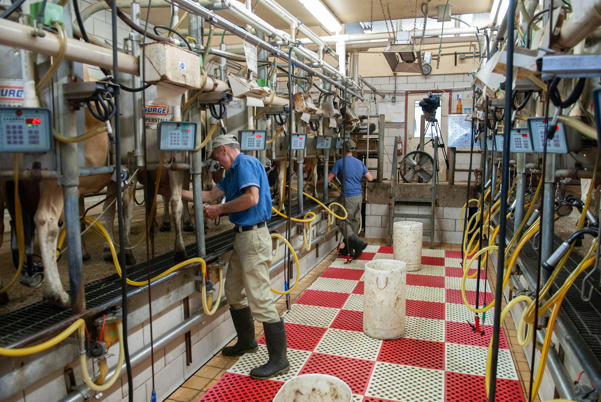 Services Men operating milking machines at a dairy farm in Raleigh, NC.