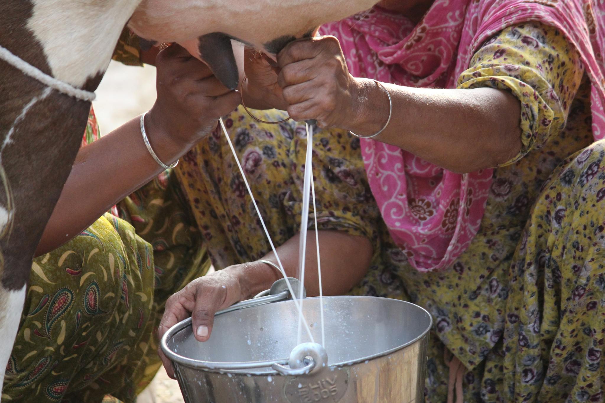 Services Women milking a cow by hand, capturing authentic rural life.